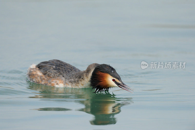 大山脊Grebe (Podiceps crista)